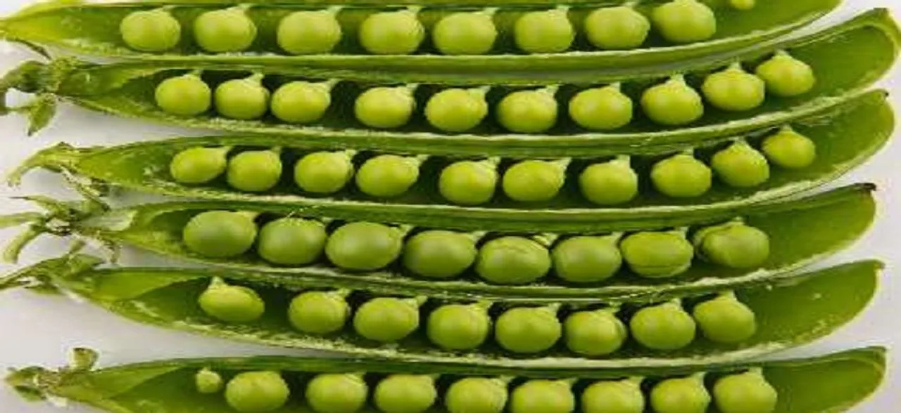 Novel planters for astronauts grow beans in space