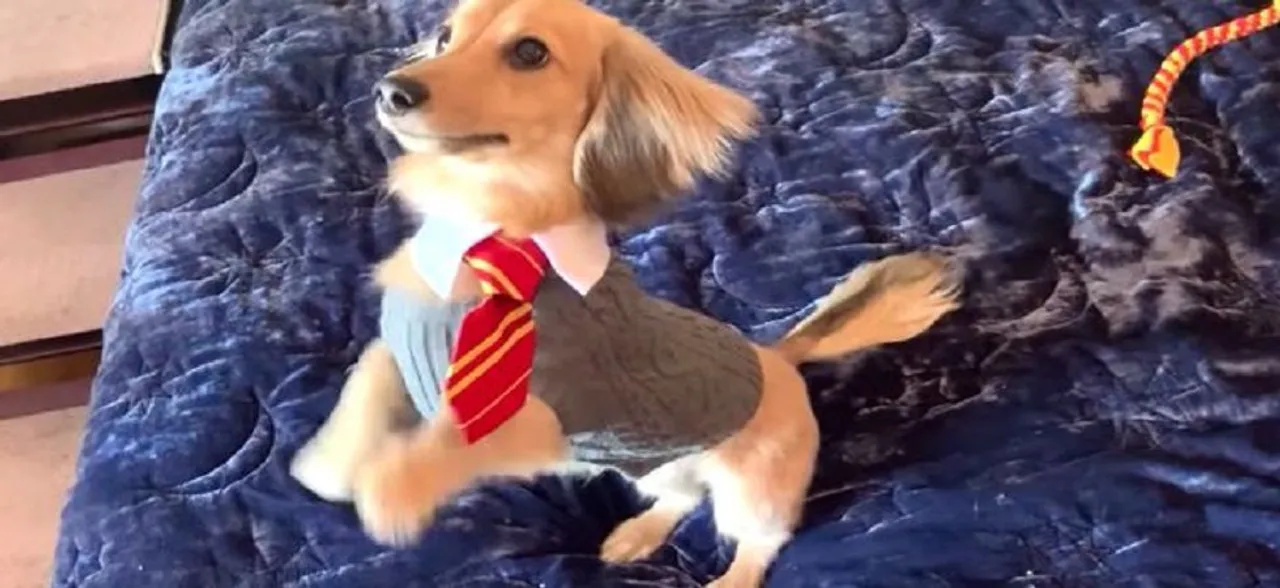 This doggo is simply but a furry Gryffindor, responds to Harry Potter spells