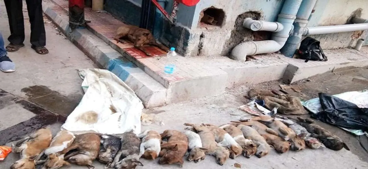 16 puppies found dead at Kolkata hospital, gruesome video goes viral  