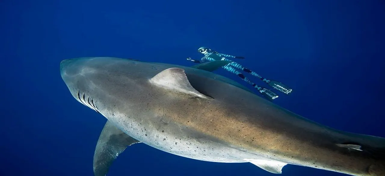 Divers in Hawaii discover what they believe is the â€˜biggest great white-sharkâ€™ ever on record 