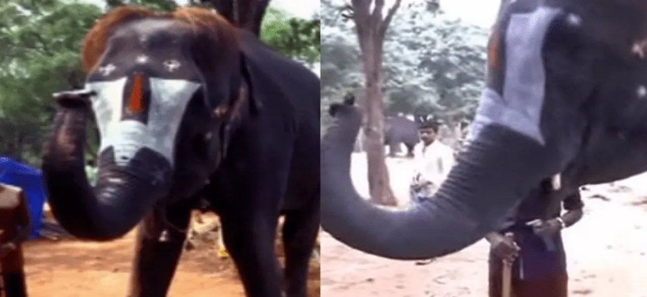 WATCH | This elephant in Tamil Nadu is a musician, can play the harmonica with its trunk