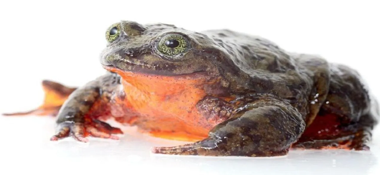 Worldâ€™s loneliest frog finally has a date this Valentineâ€™s Day after 10 years of waiting