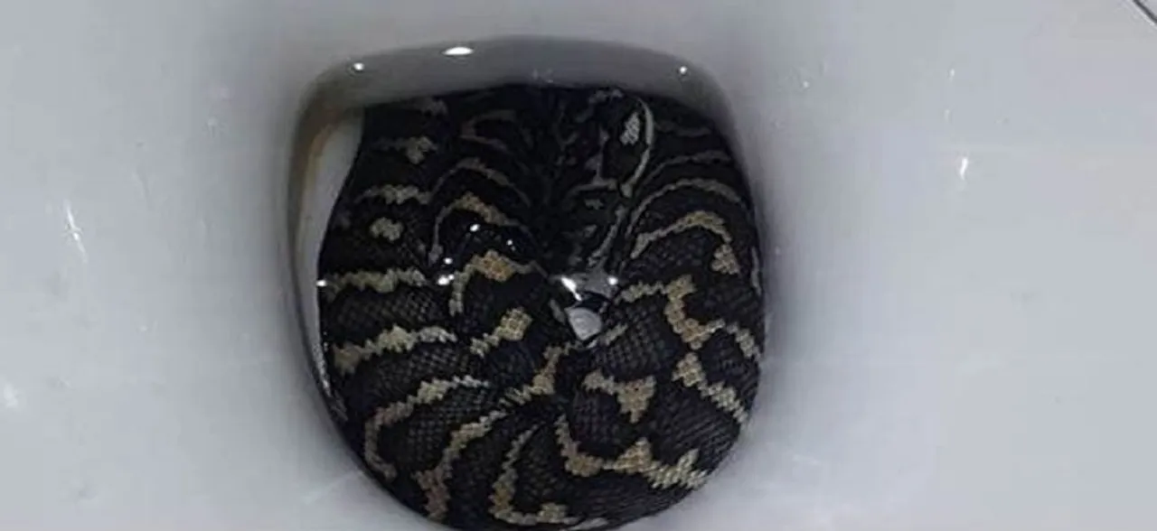 Woman goes to toilet with lights off, what happened next will blow your mind