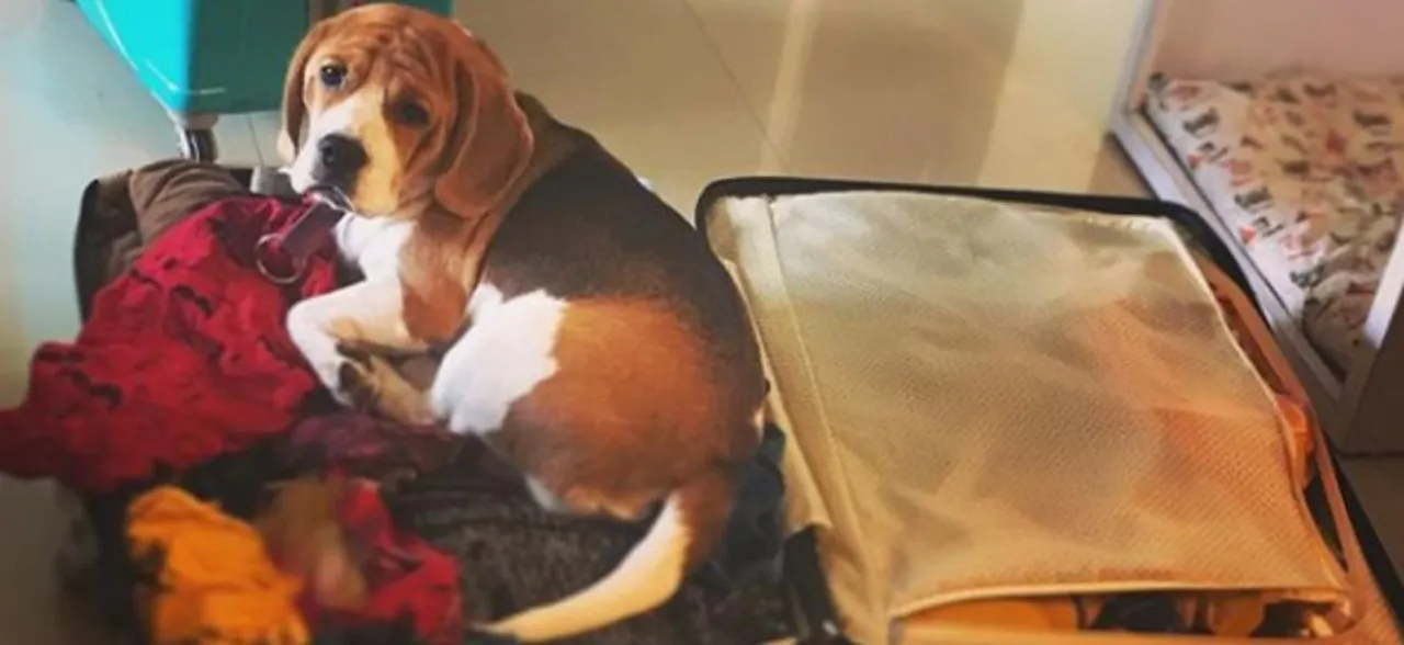Do you know dogs may help diabetes patients regulate blood sugar?