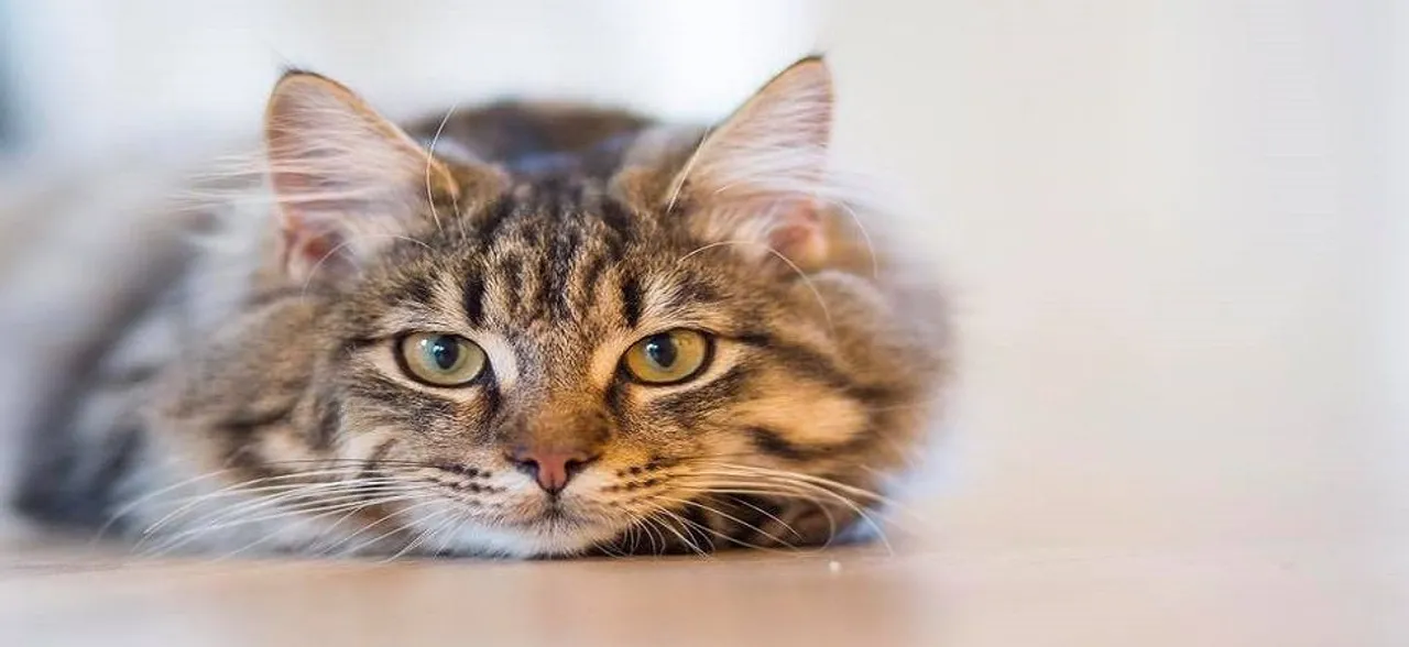 Customer orders cat food from Amazon, receives illegal stun gun instead!