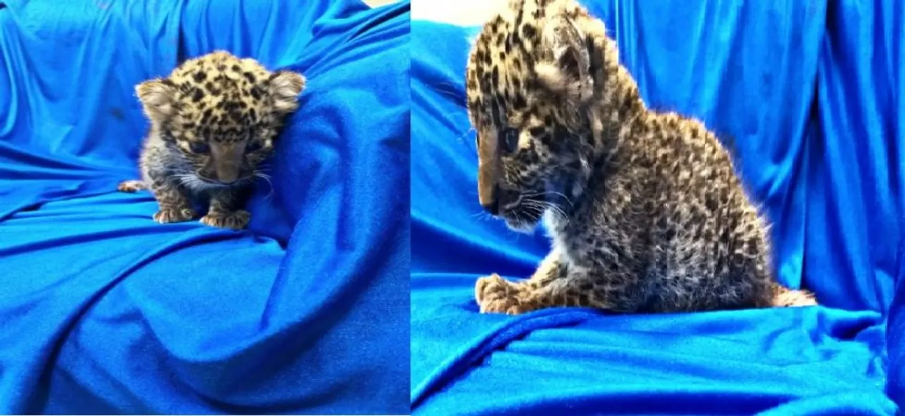 Watch: Month-old leopard cub rescued from passenger's bag at Chennai airport