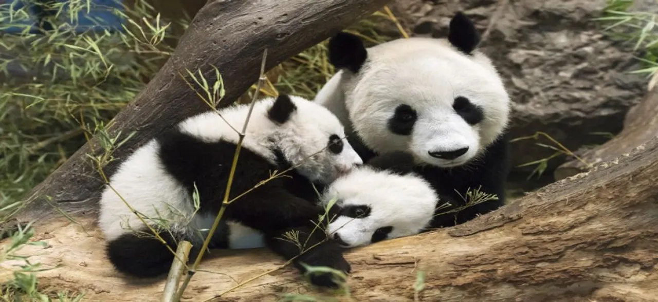 Ancient pandas were not exclusive bamboo eaters: Study