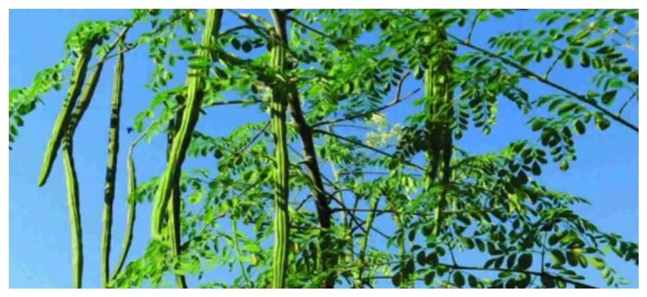 Desi superfood, Moringa will soon be used to fight malnutrition in India