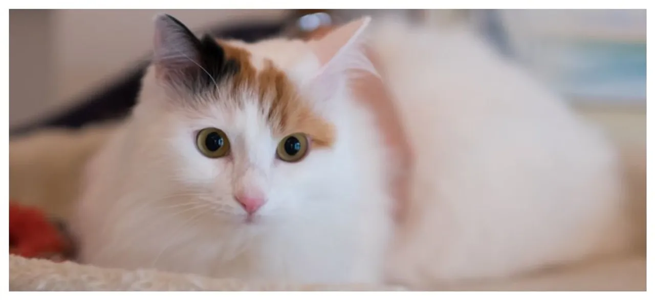 Could Lagerfeld's cat Choupette inherit his millions?