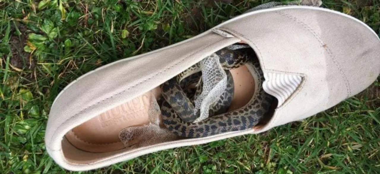 Python travels 14,900 kilometres curled inside the shoe of an air traveler