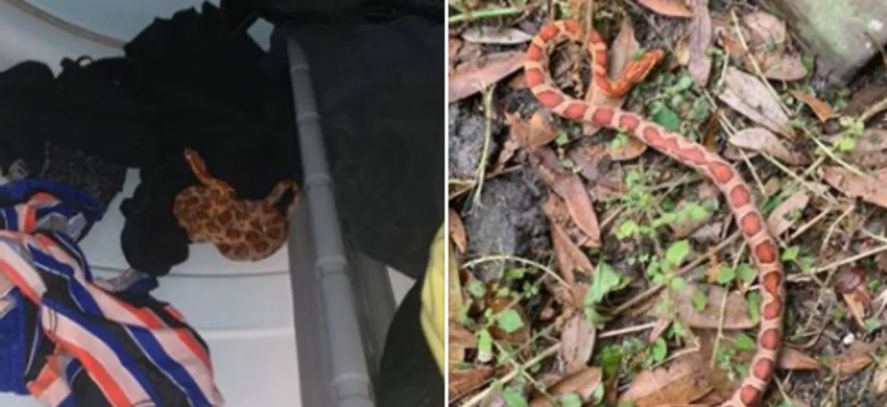 Florida woman finds snake inside dryer, video of her running away goes viral