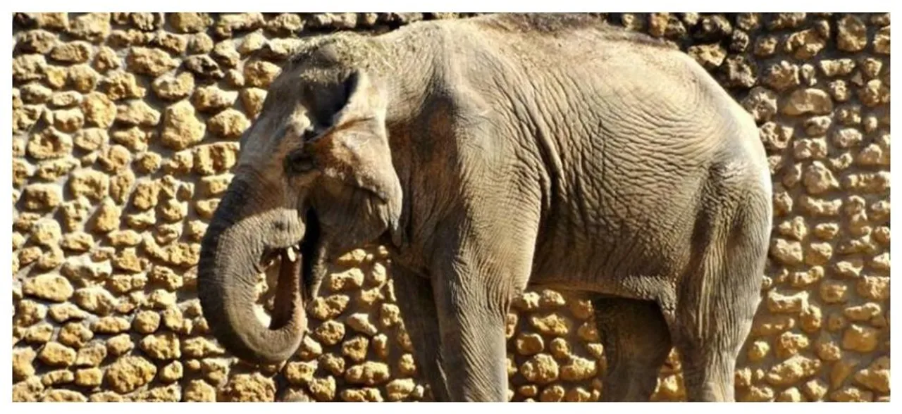 Worldâ€™s saddest elephant, Flavia dies at zoo after an agonizing 43 years of solitary confinement