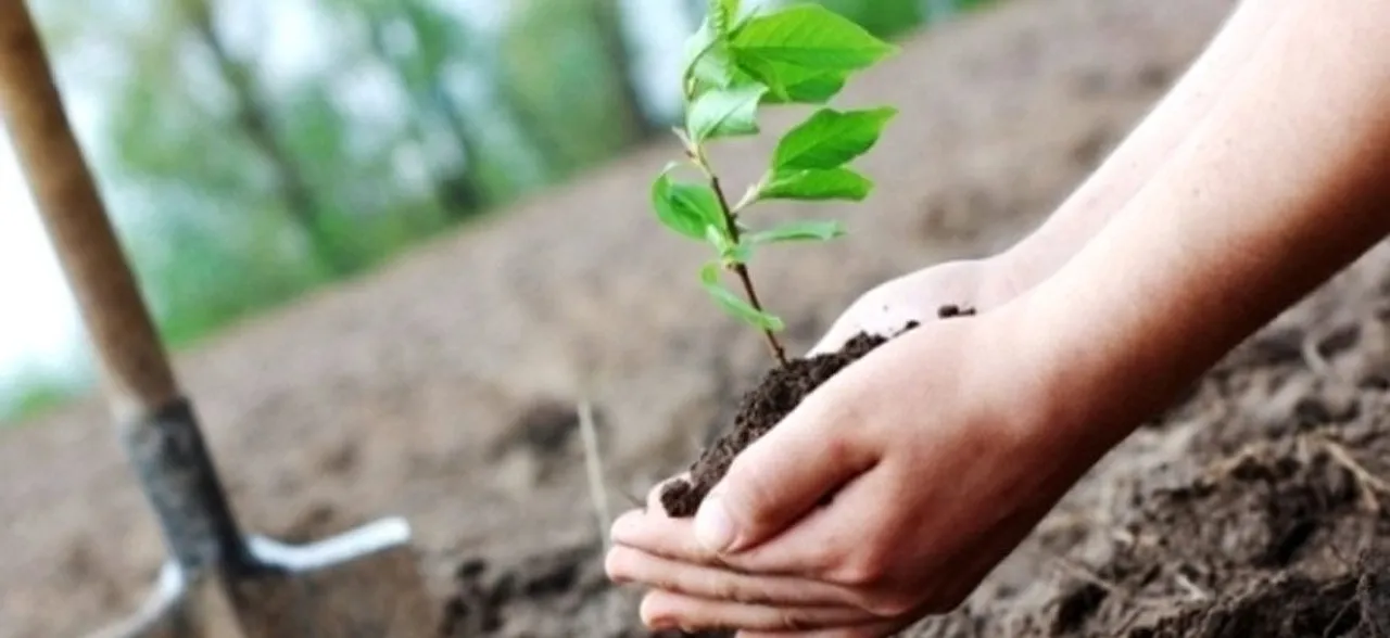 Plant five saplings, will recall arrest warrant: Ghaziabad court tells rape accused