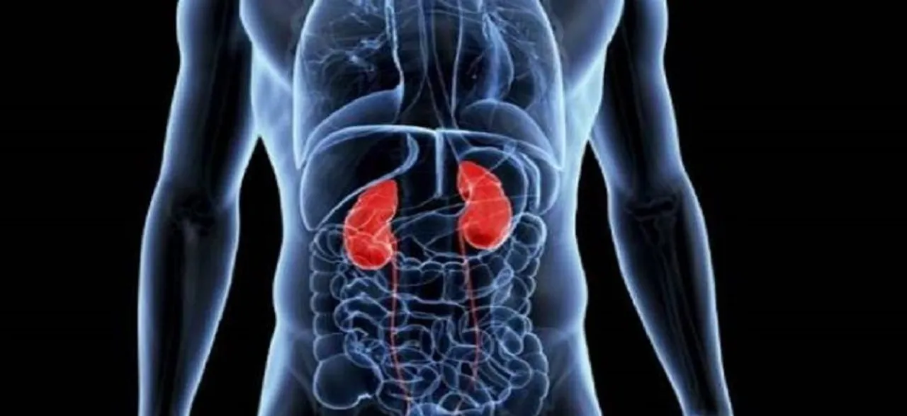 â€˜Cell therapy may replace need for kidney transplantsâ€™