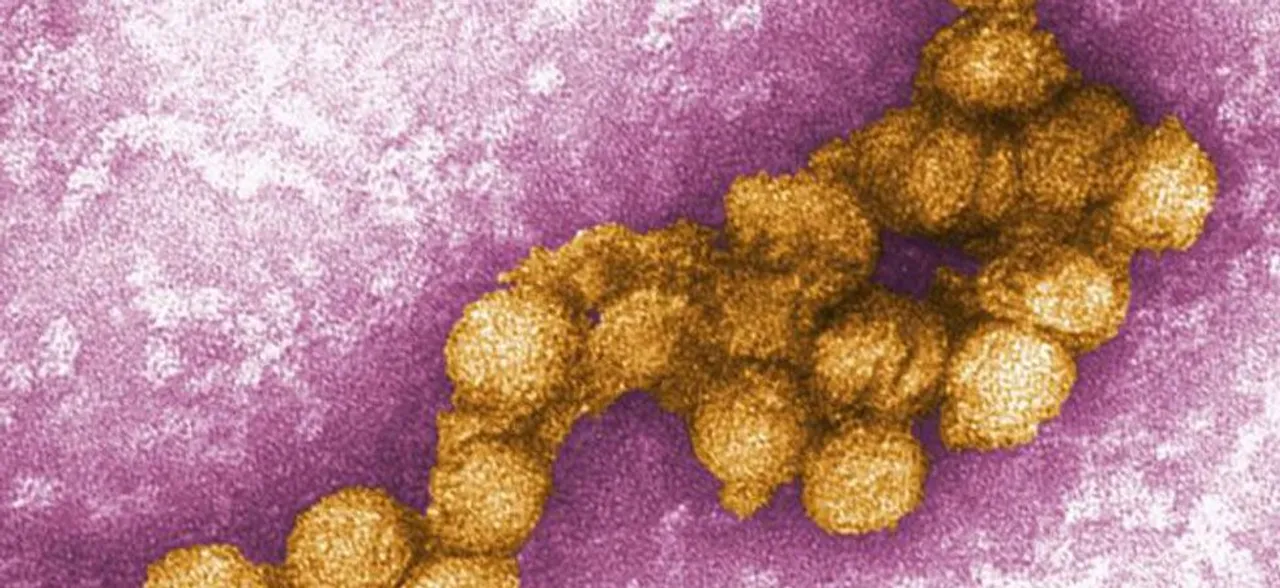 Six year-old Kerala boy dies of West Nile fever
