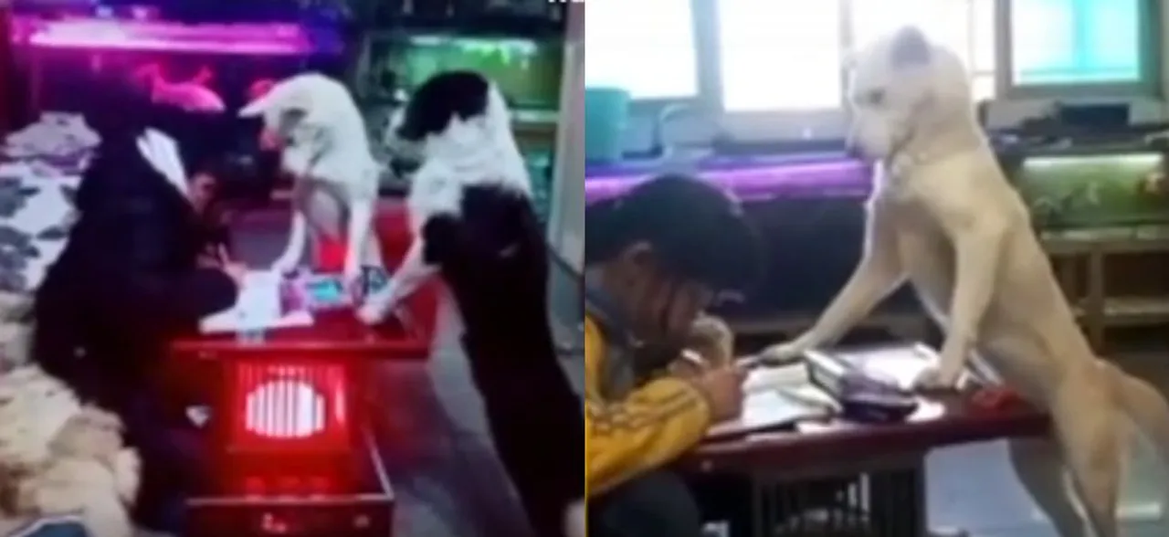 Watch VIDEO: Father trains pet dog to â€˜superviseâ€™ his daughter as she completes her homework