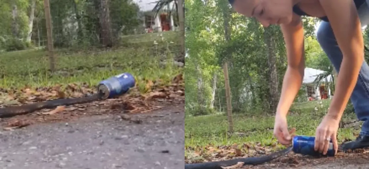 Watch: Florida woman rescues snake stuck in a beer can, video goes viral