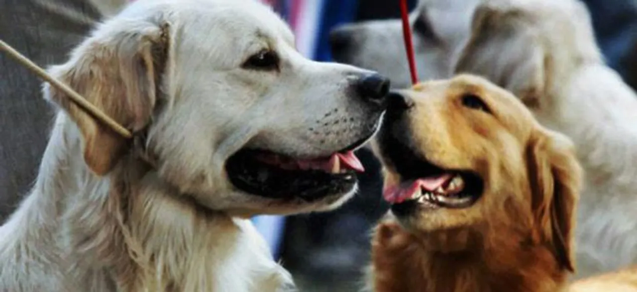 Pay Attention! Having pets may lower stress in older adults