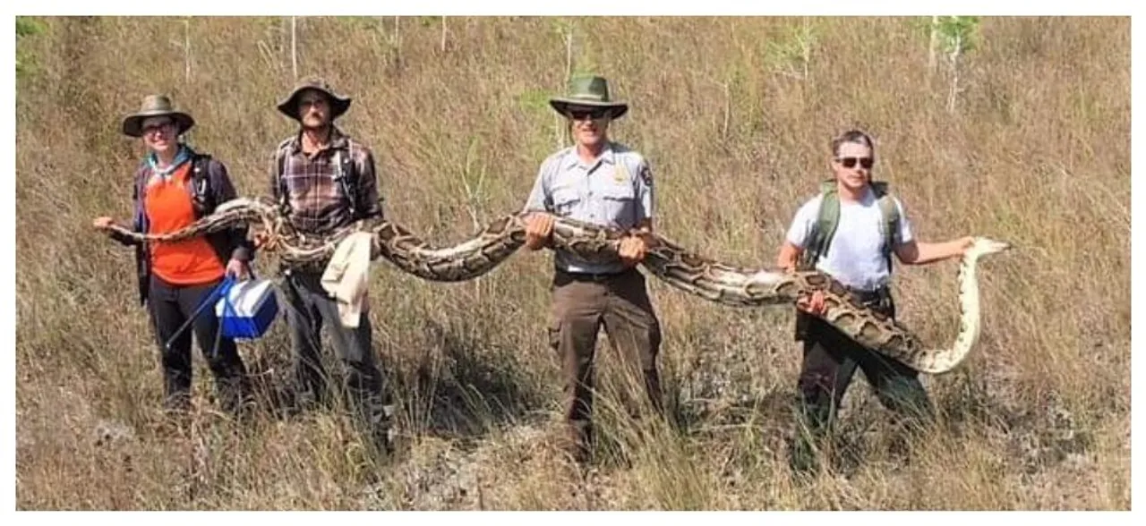 At 17 feet long, this is the biggest python ever captured by snake hunters