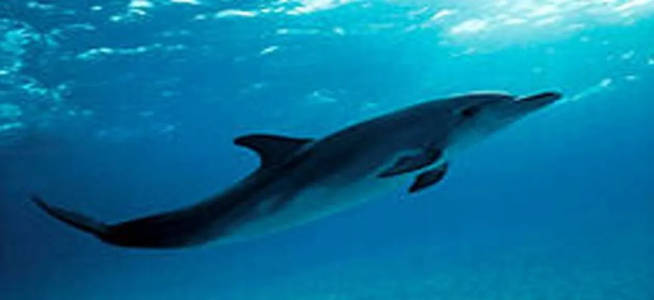 Climate change threatens survival of dolphins: Study