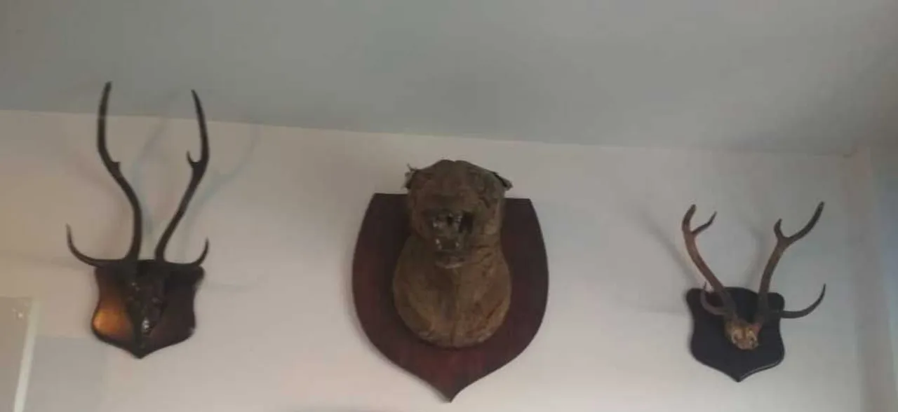 I-T sleuths recover wildlife articles from Ashwani Sharmaâ€™s premises in Bhopal during raids
