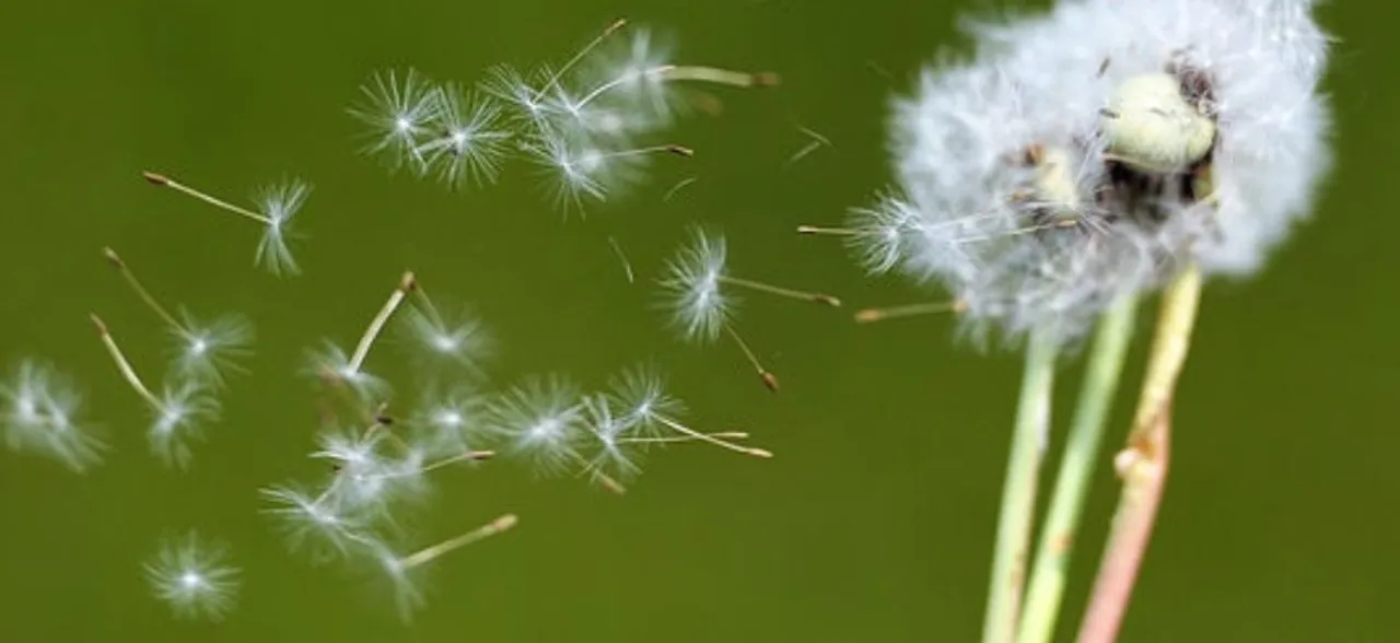 Attention! Pollen in air may help predict asthma, hay fever risk