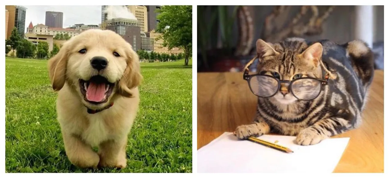 National Pet Day 2019: Five amazing health benefits of owning pets