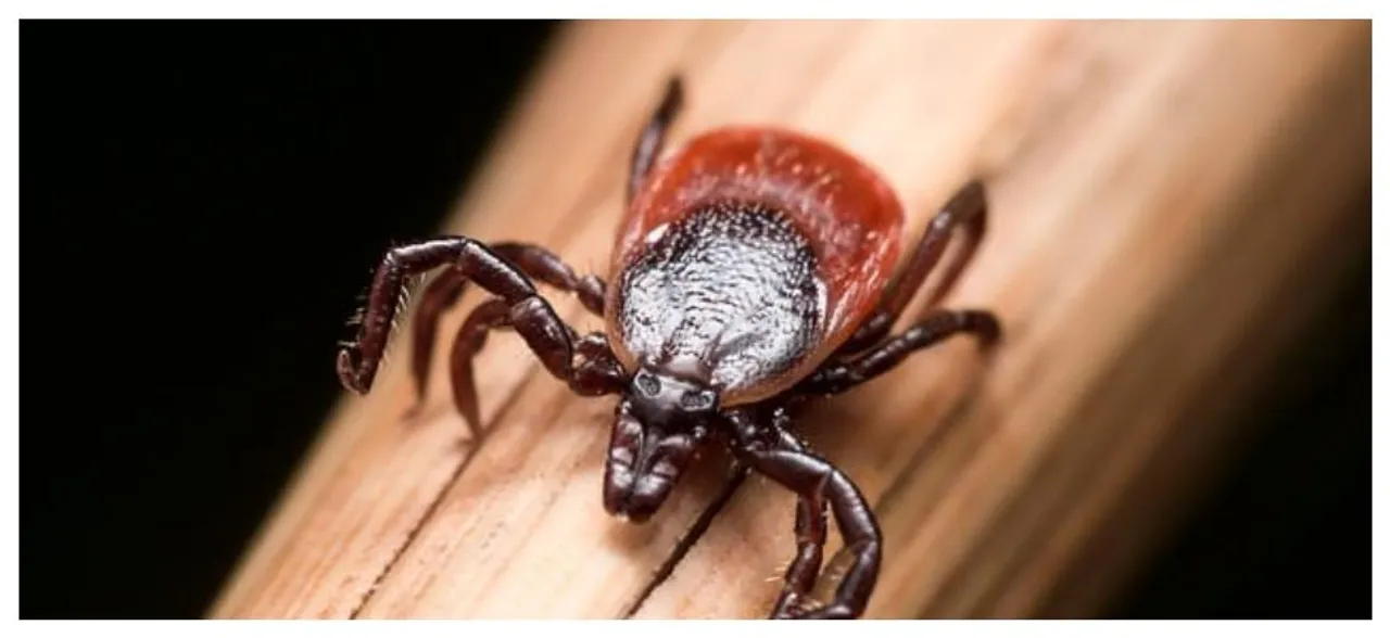Tick that can carry deadly â€˜Ebola-like virusâ€™ found in UK