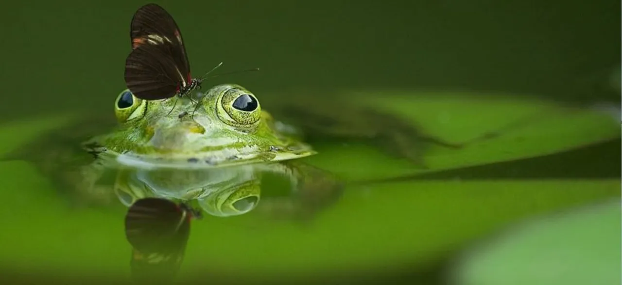 Life on Earth may have arisen in ponds, not oceans: Study