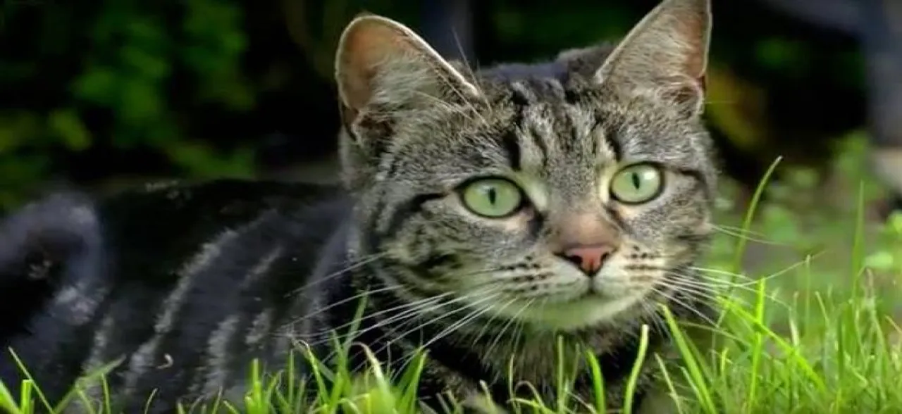 To keep your cats and yourself healthy keep them indoors
