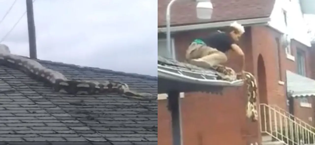 Watch VIDEO: 18-feet python slithers on garage roof in Detroit