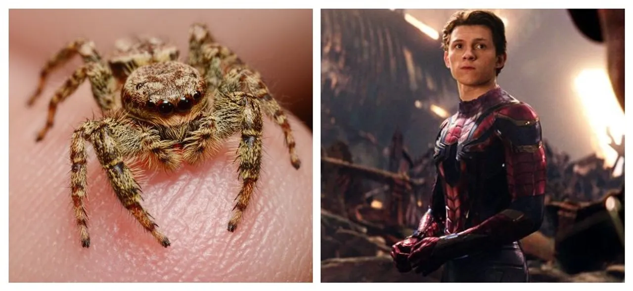 Watching Spiderman may help combat arachnophobia: Study