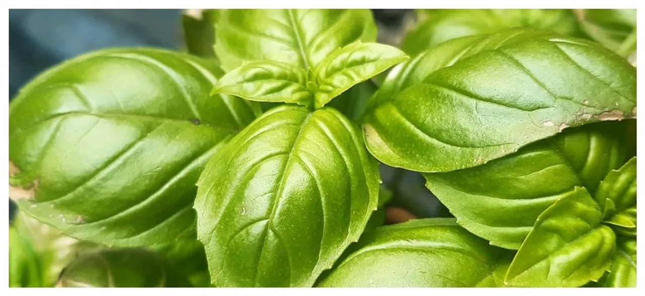 World Malaria Day 2019: Home remedies to keep mosquitoes away