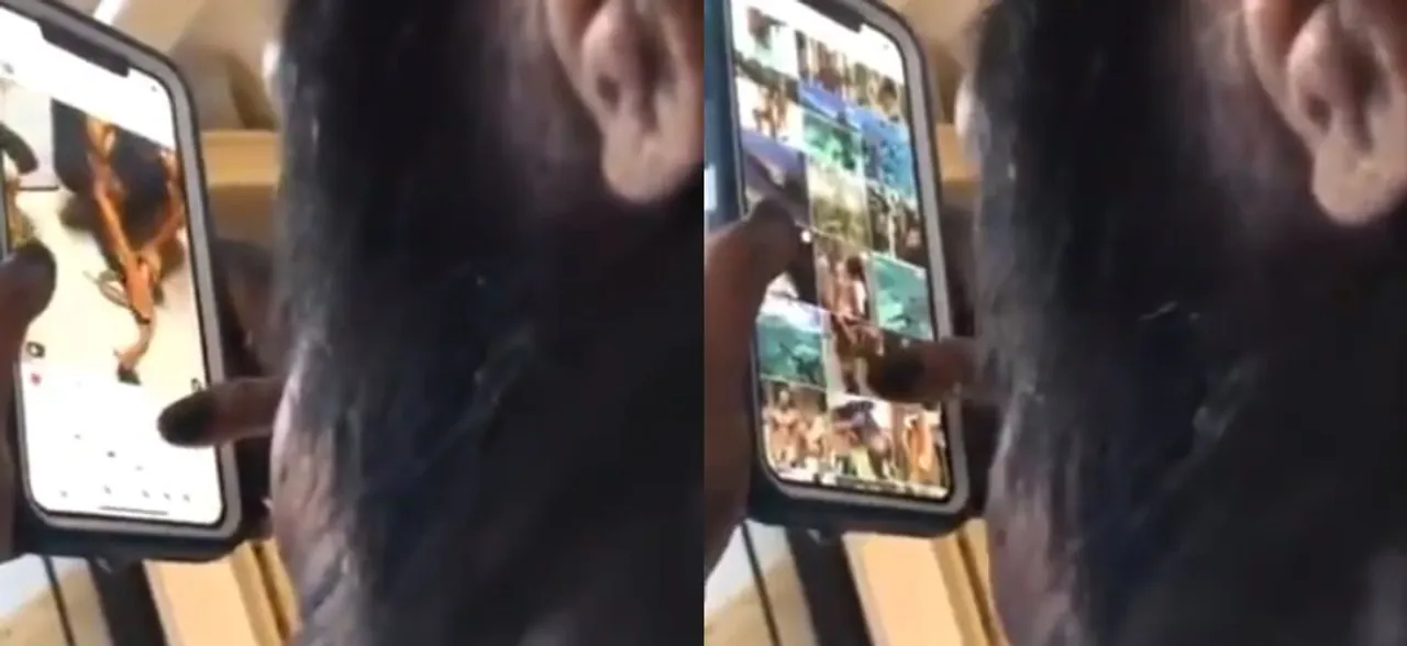 This video of a chimpanzee using Instagram like a pro will blow your minds