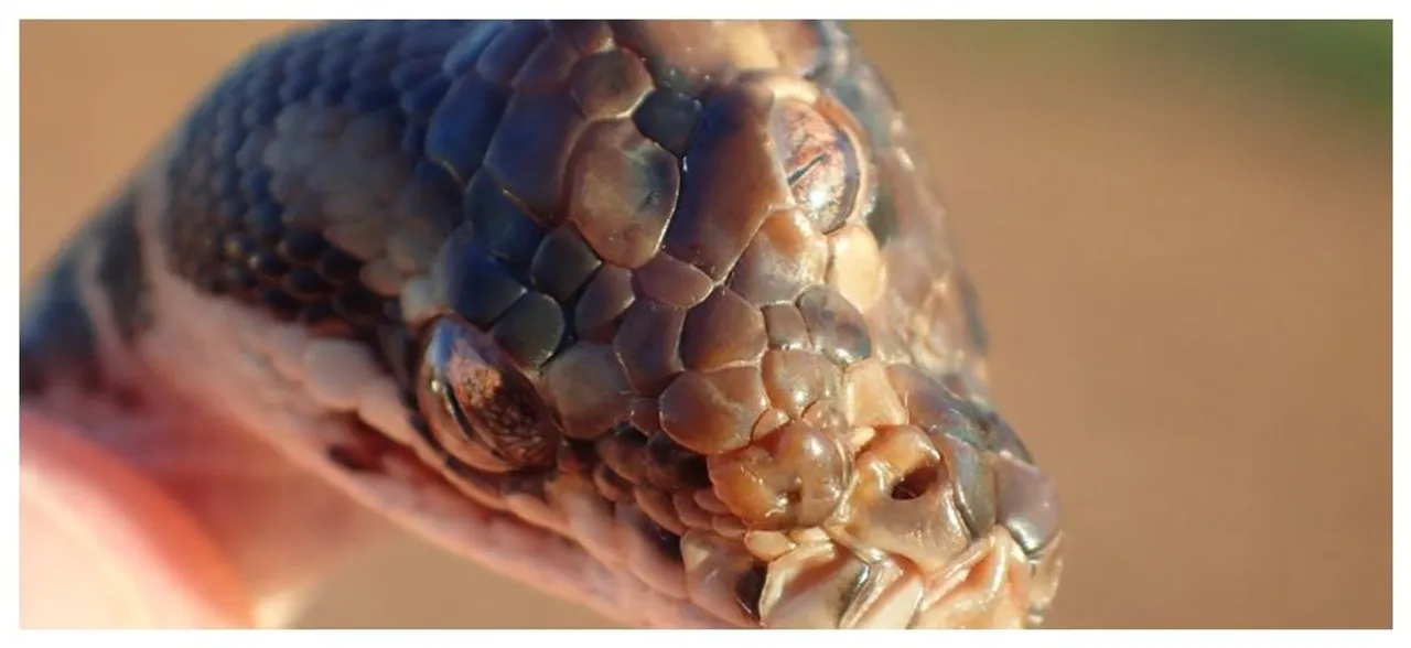 Mutant â€˜three-eyed snakeâ€™ found on highway, CHECK out pics to believe it