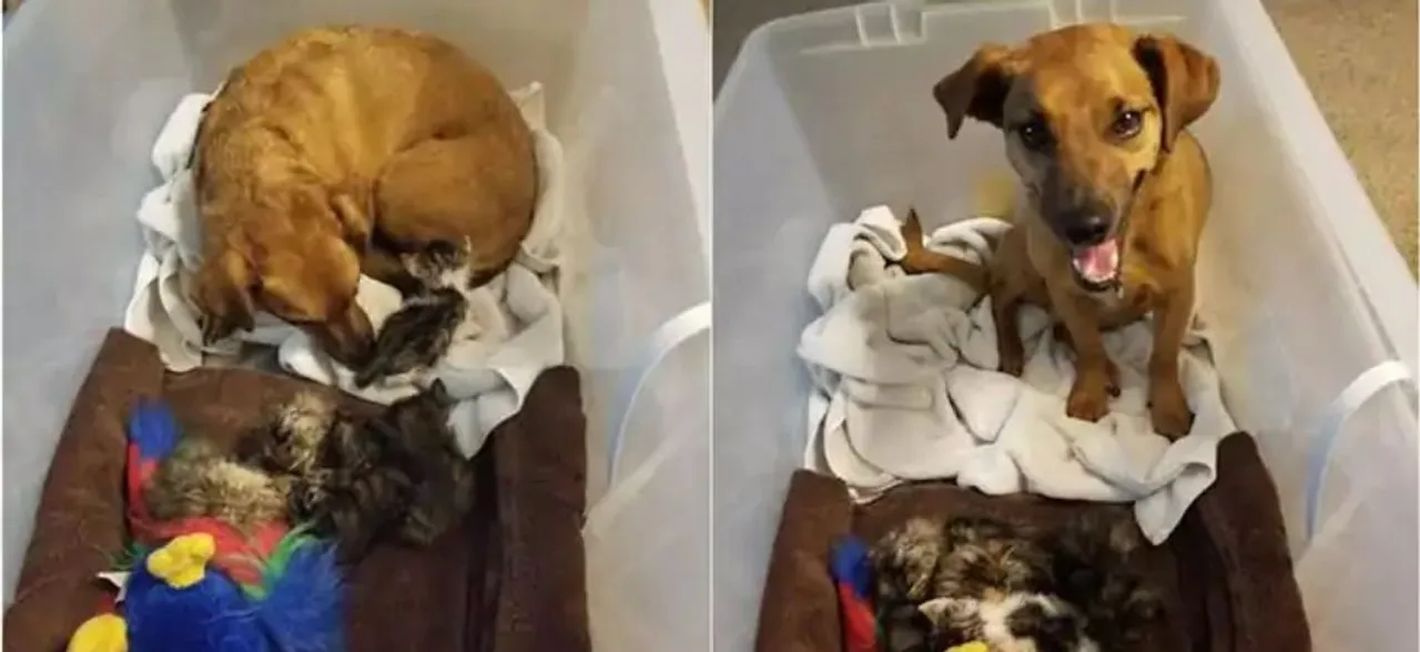 Heart-warming! Dog parenting 5 abandoned kittens melt hearts of Netizens