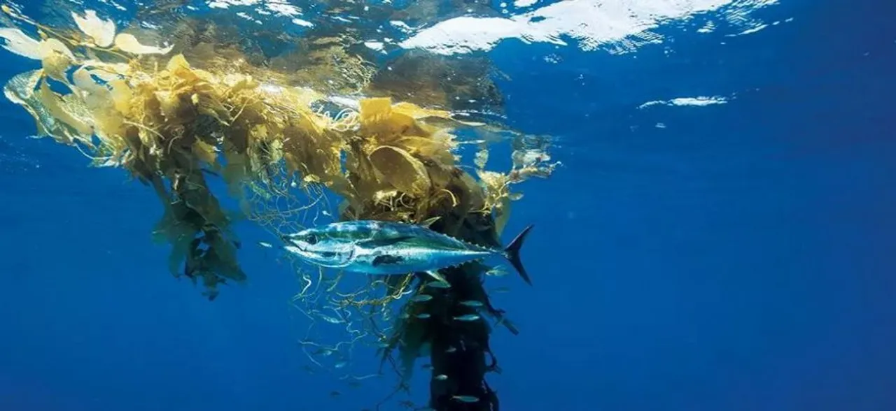 Arsenic-breathing microbes discovered in Pacific Ocean: Scientists