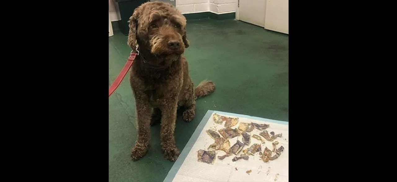 Pet pooch eats 160 pounds cash as â€˜mealâ€™, owners end up paying huge vet bills 