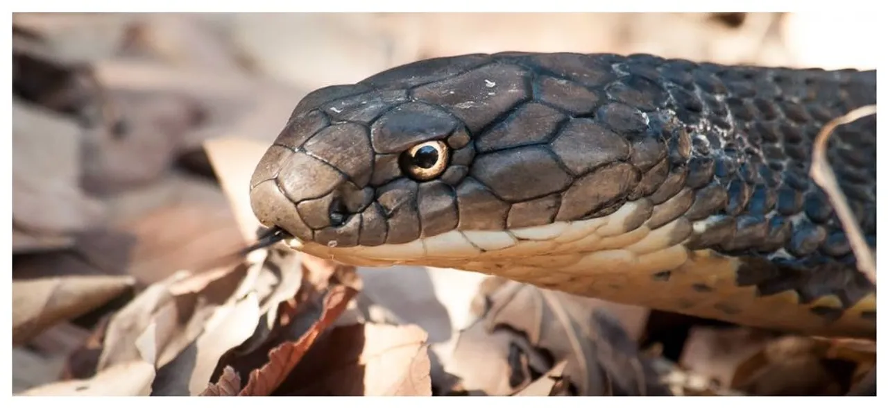 Unbelievable! Snake bites man but it dies, medical apathy â€˜killsâ€™ man 