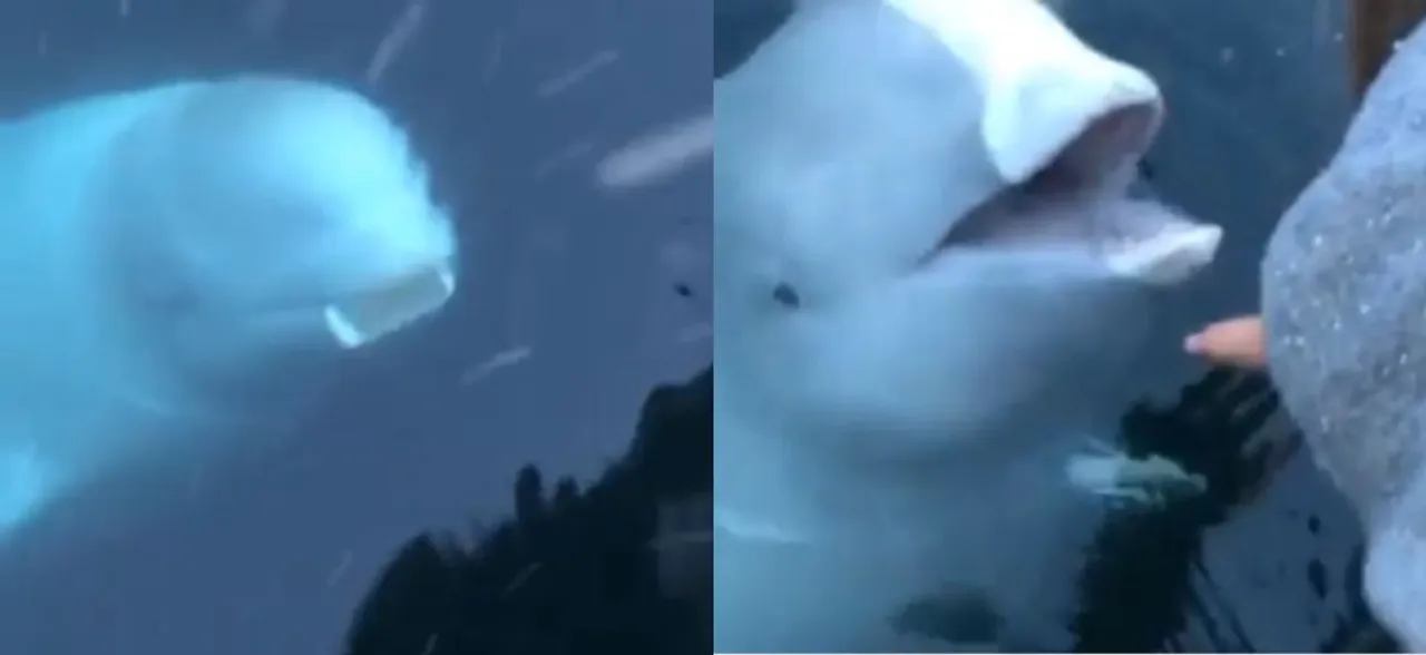Watch VIDEO: Whale returns womanâ€™s phone after she dropped it into sea