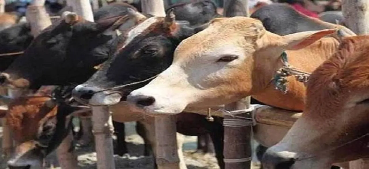 2 cows found dead in East Delhi Trilokpuri, security beefed up in communally sensitive area