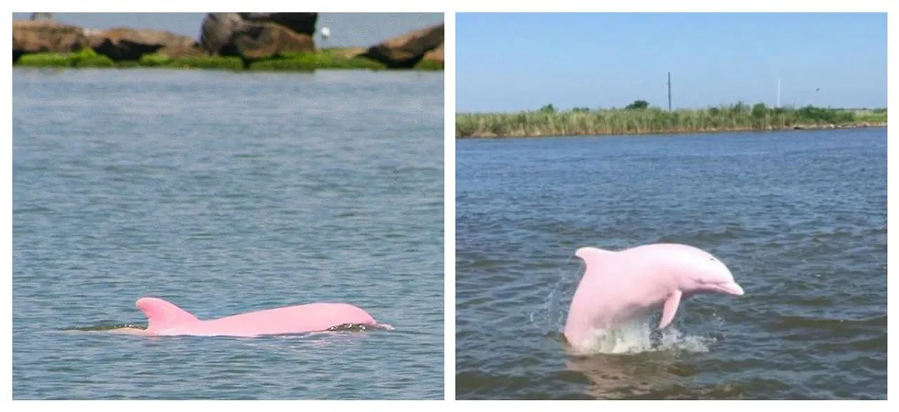 Nearly extinct PINK dolphin gives birth to pink calf