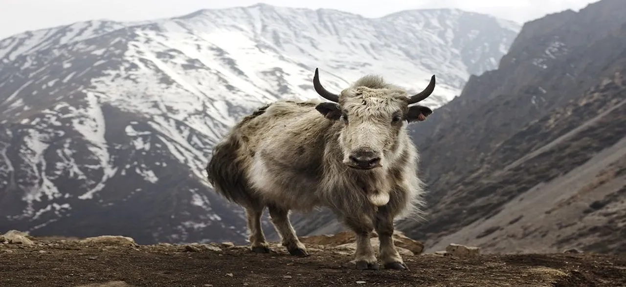 Trapped in snow, 300 yaks starve to death in North Sikkim