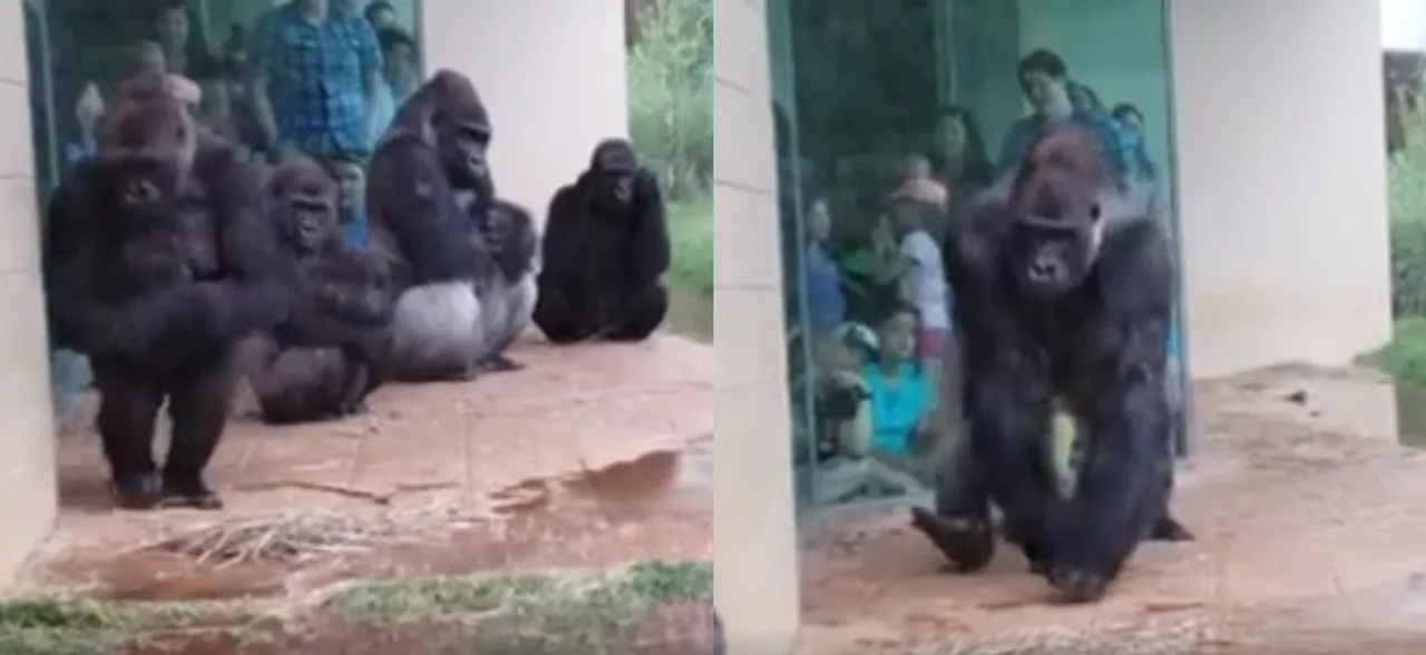 Watch: This hilarious video of gorillas trying to stay out of rain is going viral
