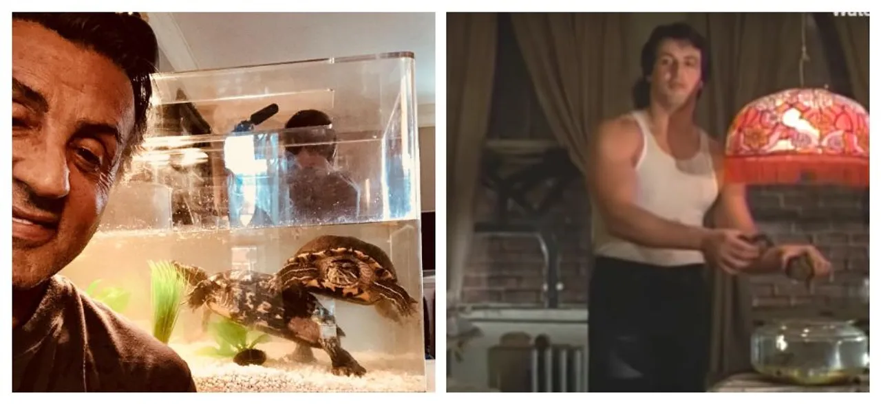 Sylvester Stallone kept the two turtles from â€˜Rockyâ€™, and they are now 44!