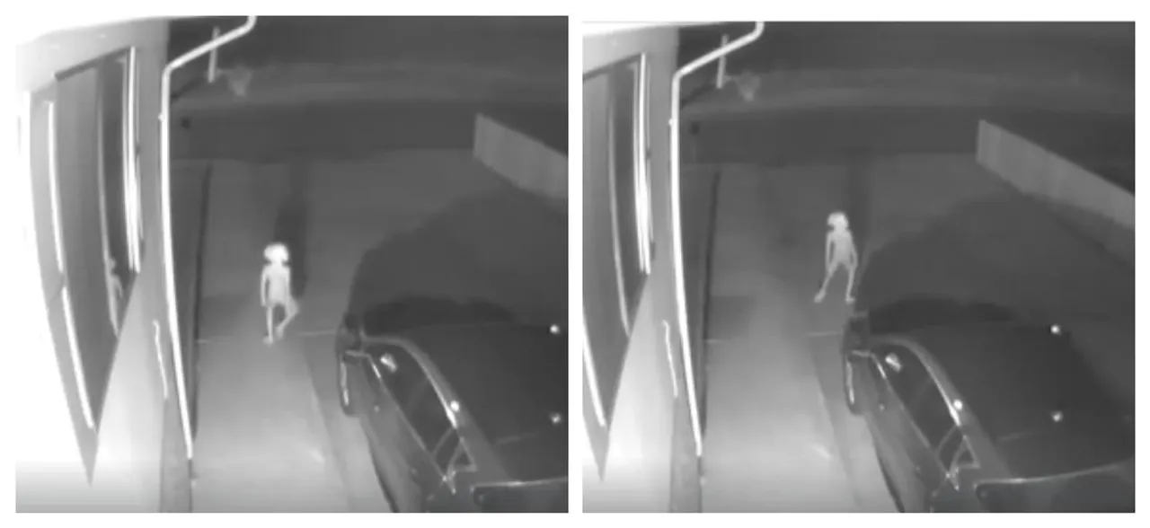 Dobby is that you? Security camera captures elf-like creature from Harry Potter, WATCH