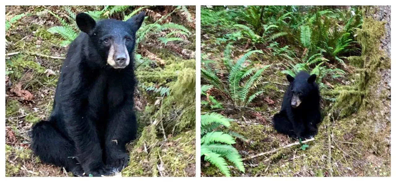 Tragic! â€˜Friendlyâ€™ young bear shot dead after people feed him to take selfies