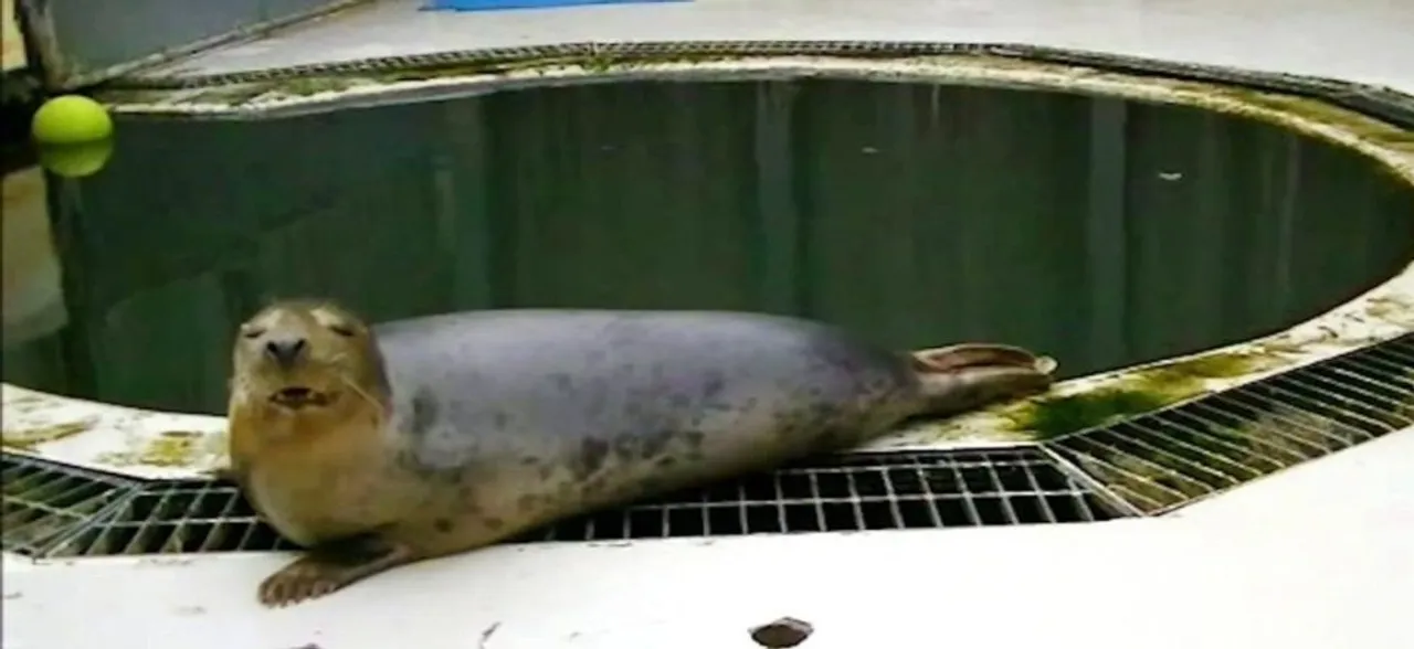 WATCH: Seal sings 'Twinkle, Twinkle, Little Star'; scientists get clue to study speech disorder
