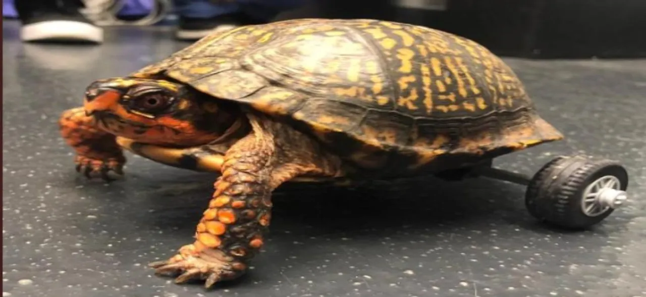 Bravo! Turtle gets mini wheelchair implanted on it after losing pair of legs