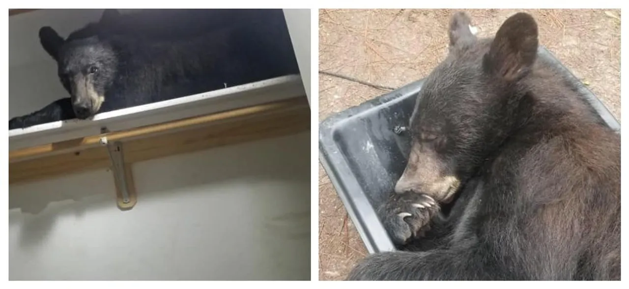 Bear breaks into home, unapologetically falls asleep in closet